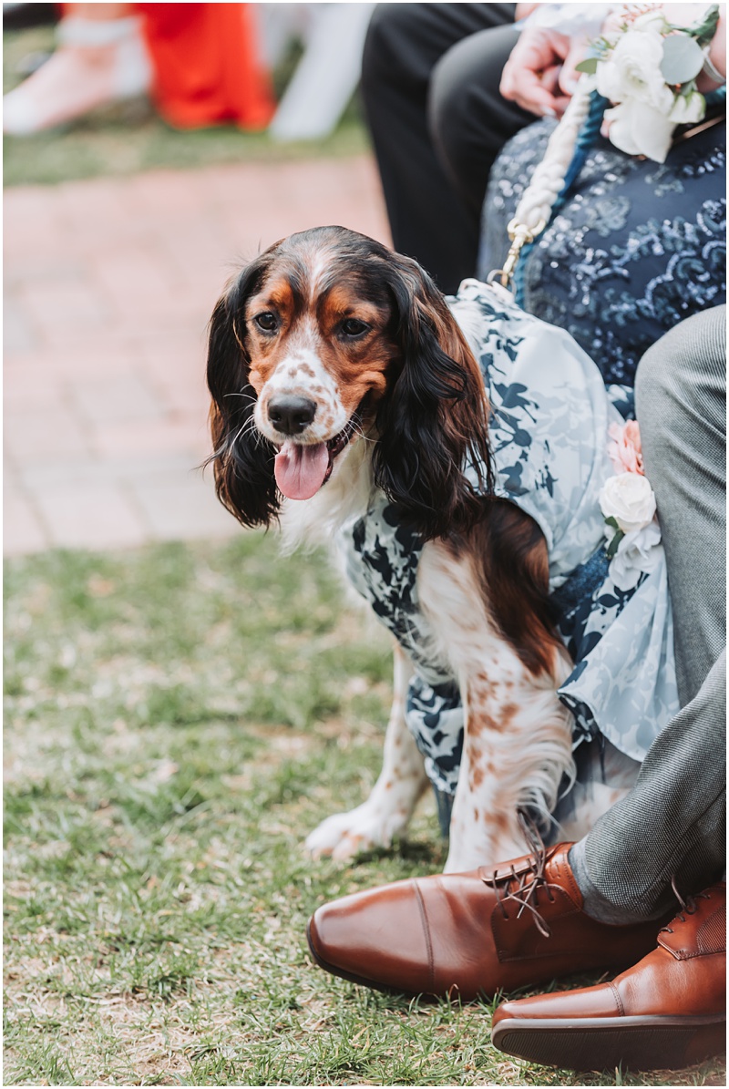 Professional Wedding Photo by Bokeh Love Photography, The Bradford Estate, Ceremony, bride and grooms adorable dog dressed in a matching bridesmaid dress, blue with flowers, dog is smiling